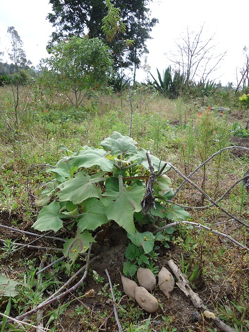 How to Grow Jicama in the UK (Yes, It Is Possible!) How to Grow Jicama in the UK (Yes, It Is Possible!) - featured image