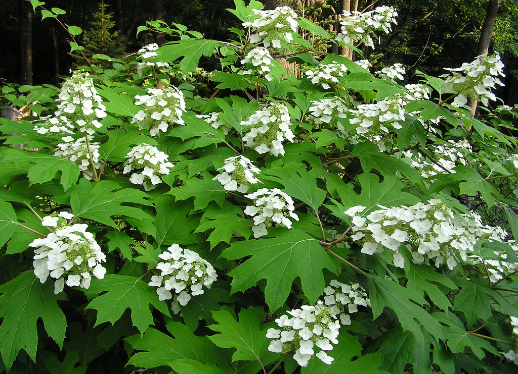 When to Prune Hydrangeas in the UK: A Complete Guide - featured image