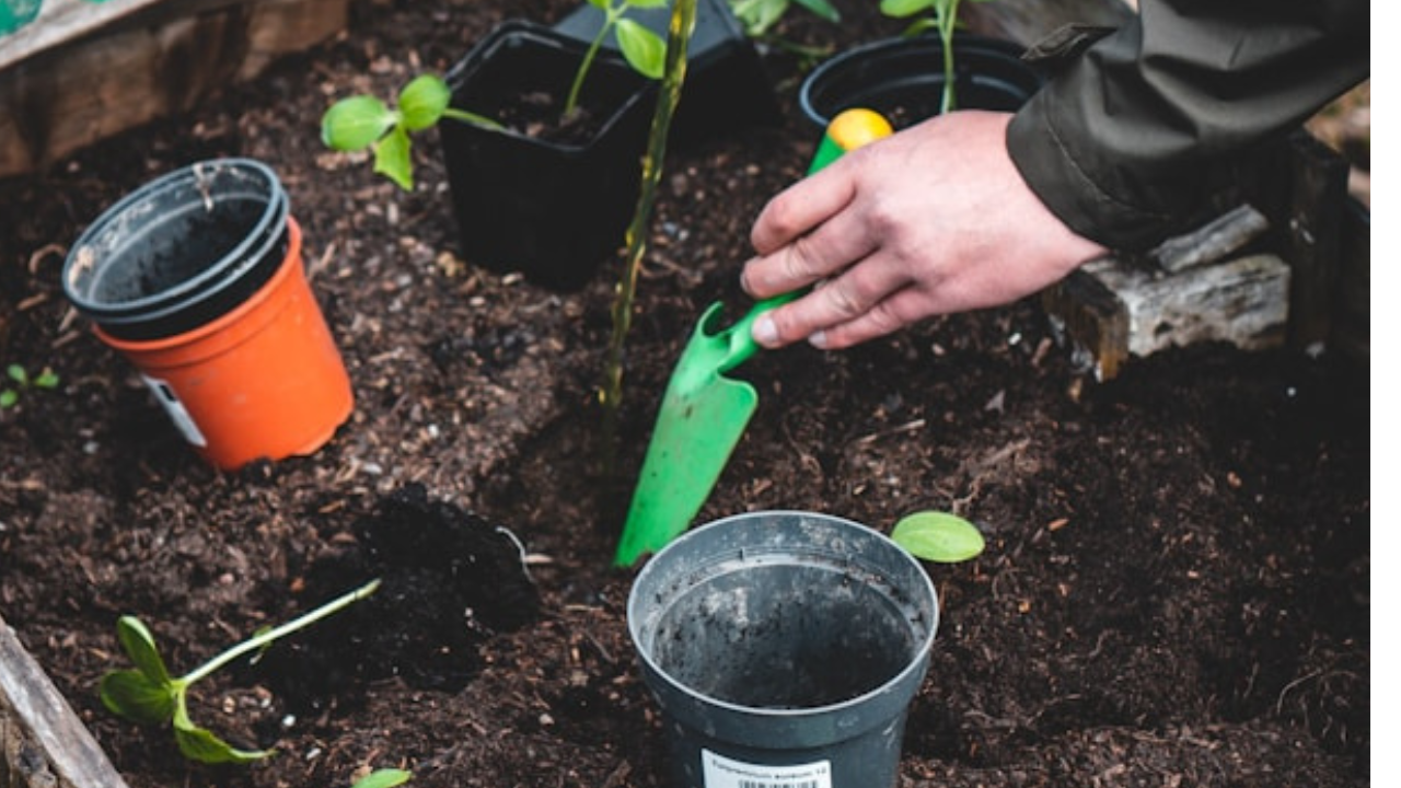 What to Plant in March What to Plant in March - featured image