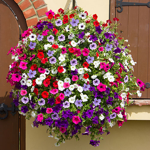 Surfinia Petunia: The Complete Guide to Growing & Caring for Cascading Colour Surfinia Petunia: The Complete Guide to Growing & Caring for Cascading Colour - featured image