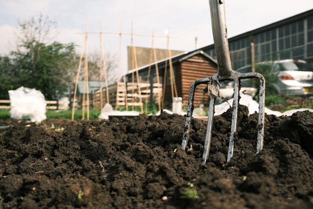 What to Do in the Allotment in April What to Do in the Allotment in April - featured image