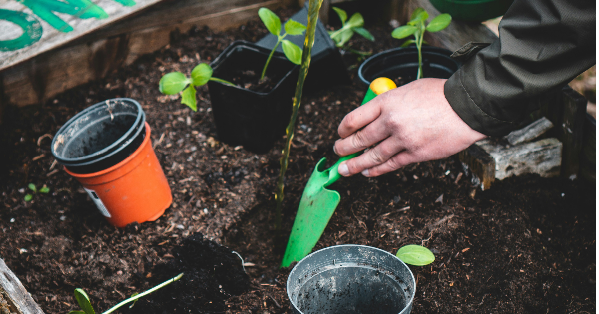 Gardening for Beginners: How to Start Your First Garden (Without Killing Everything) Gardening for Beginners: How to Start Your First Garden (Without Killing Everything) - featured image