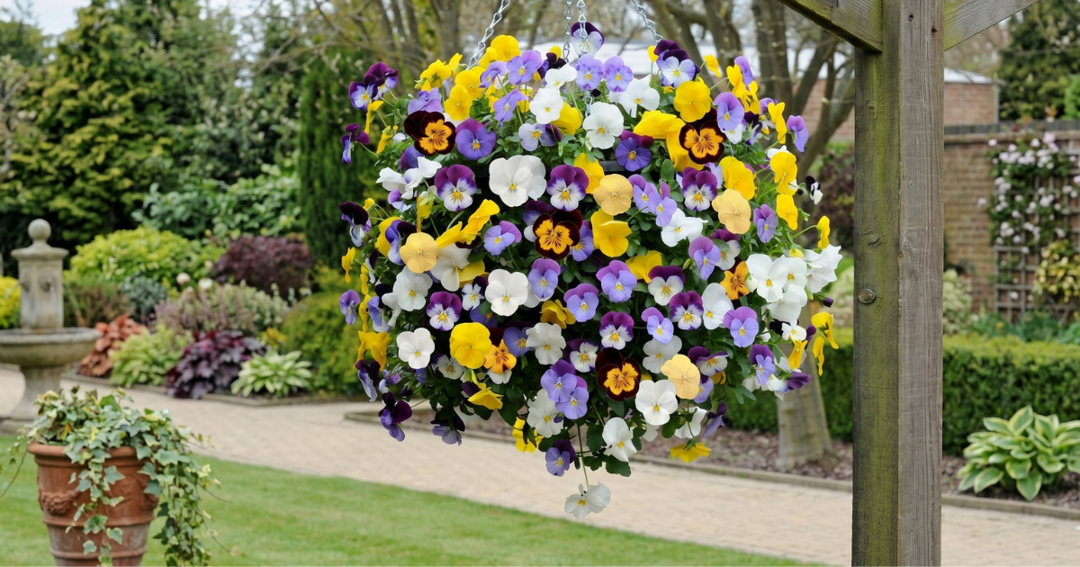 Up to 62% Off Pre-Planted Hanging Baskets at YouGarden: Instant Colour, No Planting Required UP to 65% Off Pre-Planted Hanging Baskets at YouGarden: Instant Colour, No Planting Required - featured image