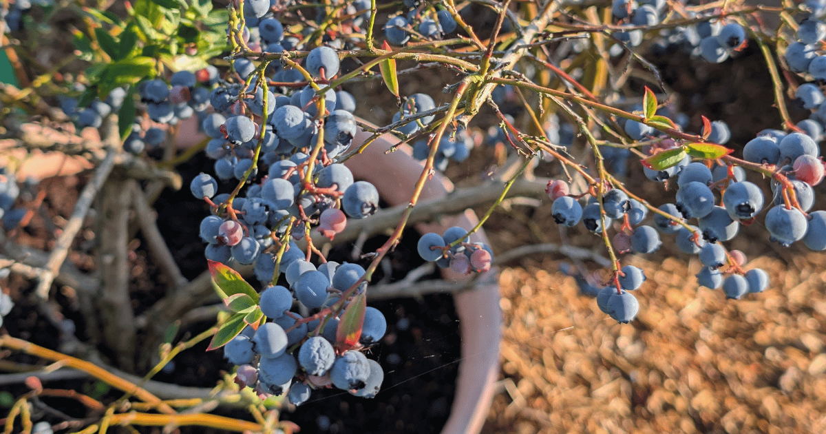 How to Grow Blueberries in the UK: Complete Planting & Care Guide How to Grow Blueberries in the UK: Complete Planting & Care Guide - featured image