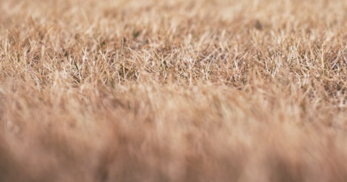 Has Anyone Actually Mowed Their Lawn This Summer? Has Anyone Actually Mowed Their Lawn This Summer? - featured image