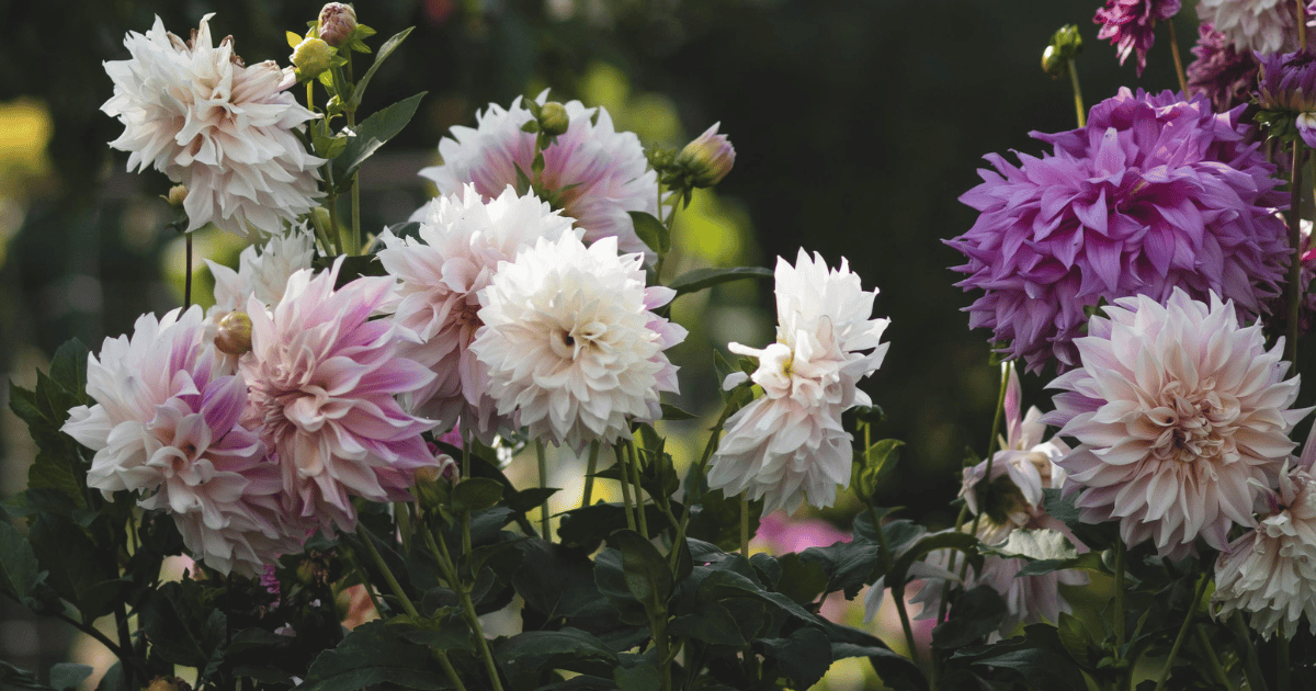 Growing Dahlias in the UK: Tubers to Overwintering Growing Dahlias in the UK: Tubers to Overwintering - featured image