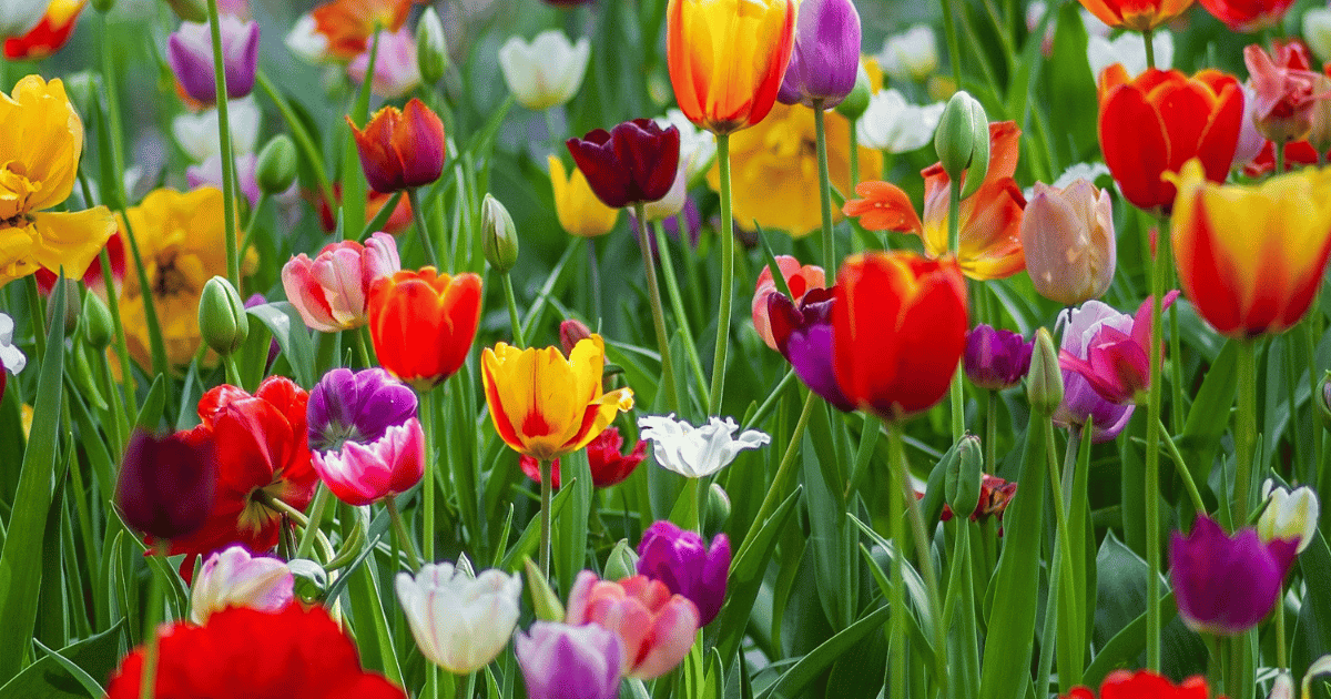 Growing Tulips in the UK: Planting to Tulip Fire Growing Tulips in the UK: Planting to Tulip Fire - featured image