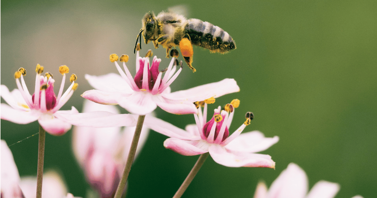 How to Design a Pollinator-Friendly Garden in the UK How to Design a Pollinator-Friendly Garden in the UK - featured image