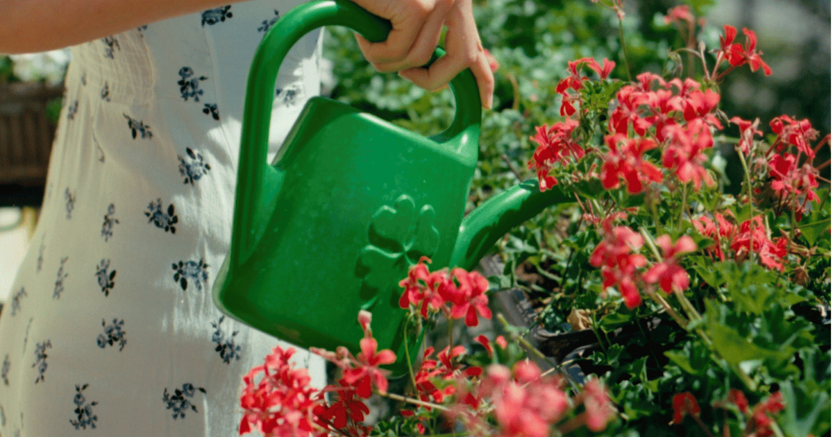 UK Gardener's Guide to Feeding and Watering Plants UK Gardener's Guide to Feeding and Watering Plants - featured image