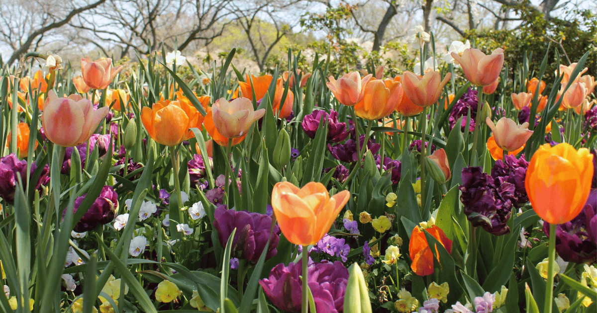 Best Spring Flowers for UK Gardens: A Complete Guide Best Spring Flowers for UK Gardens: A Complete Guide - featured image