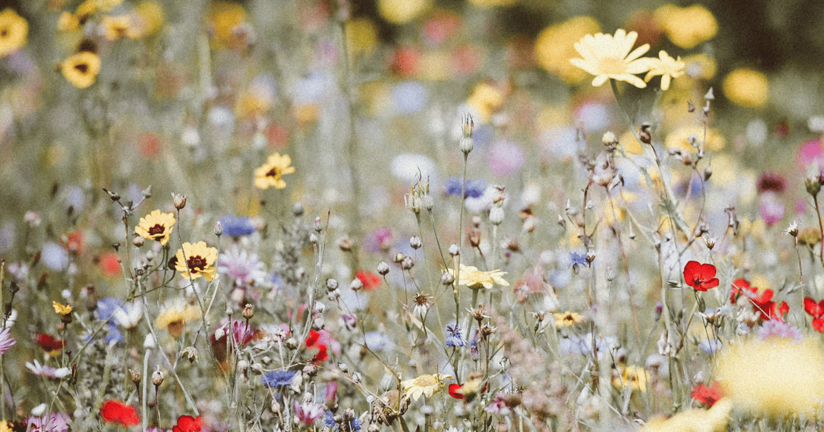 Best Summer Flowers for UK Gardens: June to September Colour Best Summer Flowers for UK Gardens: June to September Colour - featured image