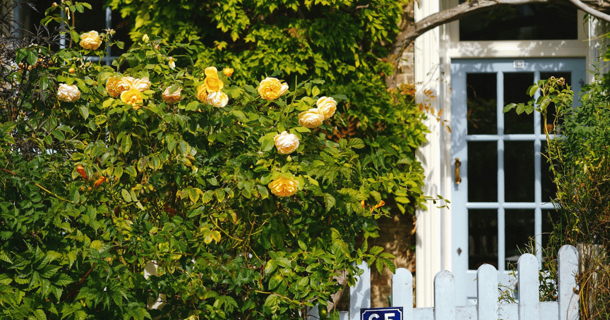 Growing Roses in the UK: The Complete Guide Growing Roses in the UK: The Complete Guide - featured image