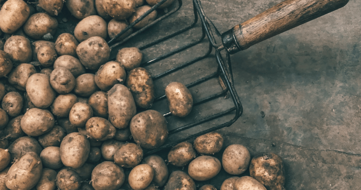 Harvesting & Storing UK Fruit and Veg: Month-by-Month Guide Harvesting & Storing UK Fruit and Veg: Month-by-Month Guide - featured image