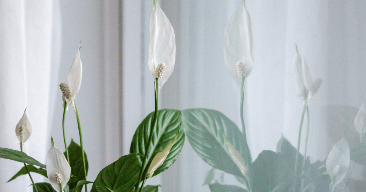 How to Care for a Peace Lily: Complete UK Guide - featured image