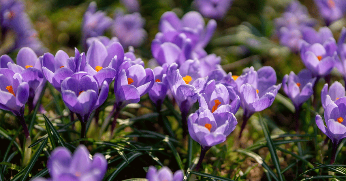 How to Grow Crocuses: Complete UK Care Guide - featured image