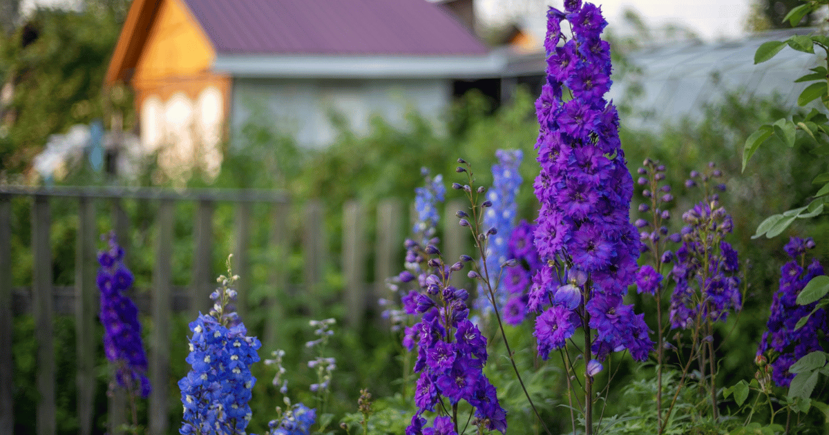 How to Grow Delphiniums: Complete UK Care Guide - featured image