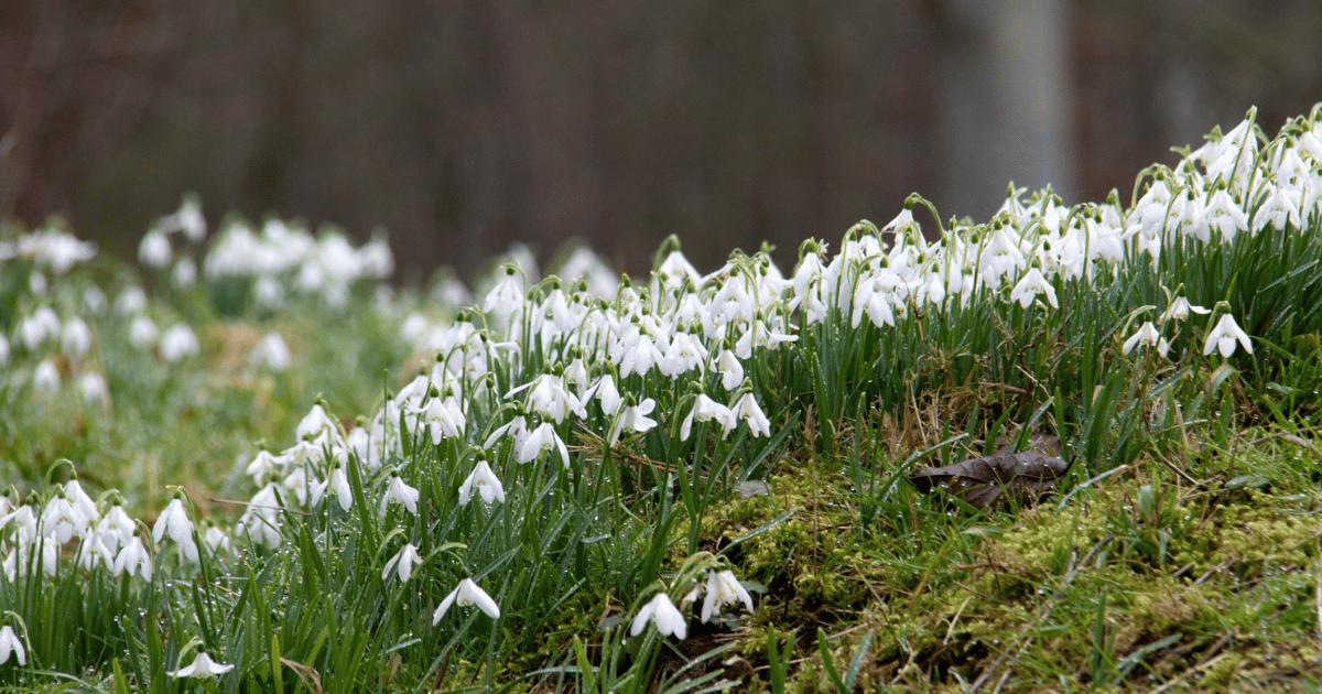 How to Grow Snowdrops: Complete UK Care Guide - featured image