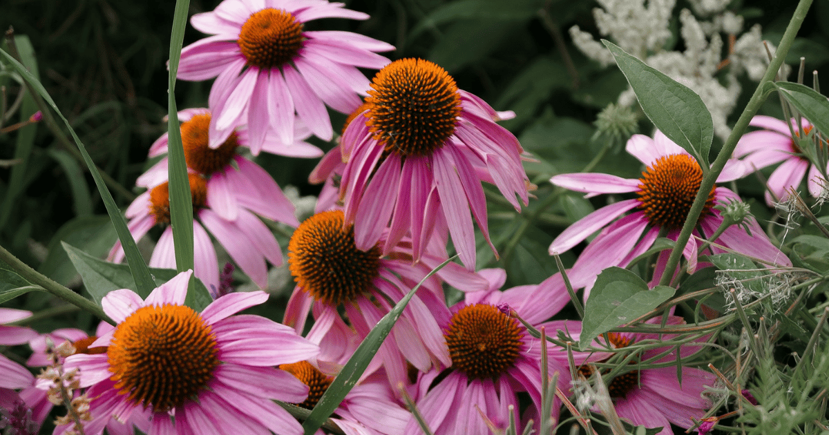 How to Grow Echinacea: Complete UK Care Guide - featured image