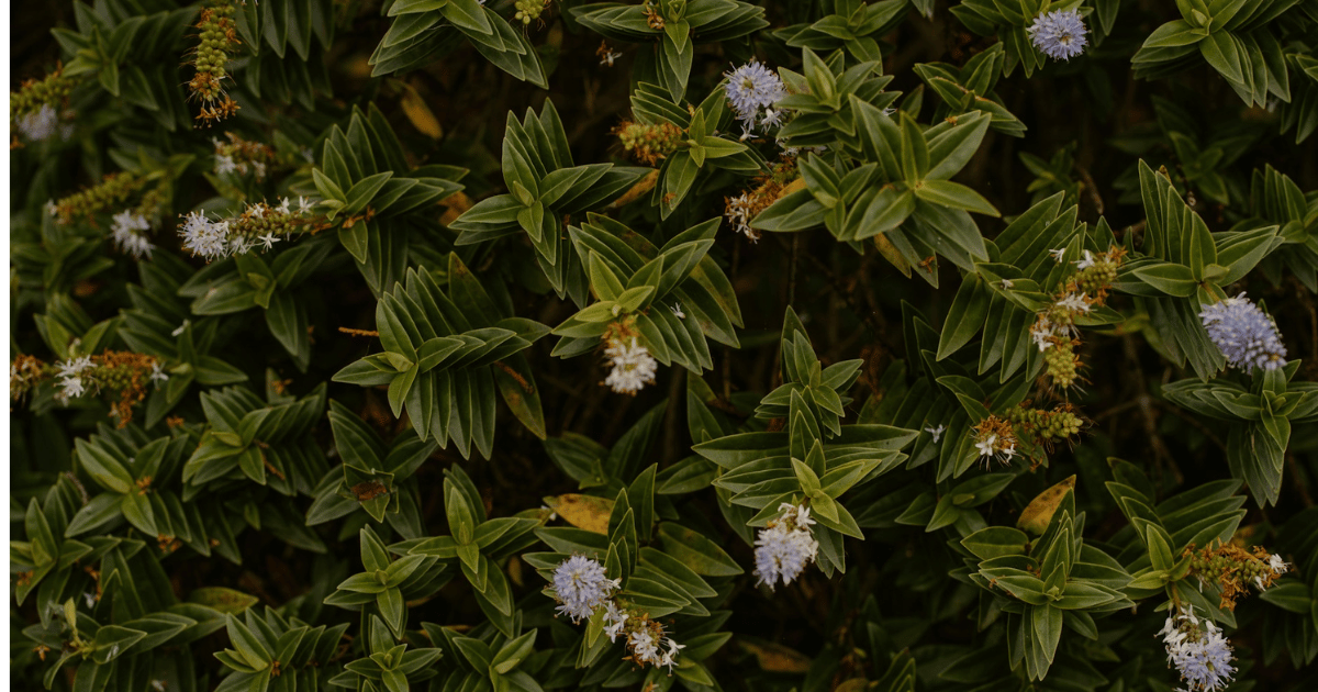 How to Grow Hebe: Complete UK Care Guide - featured image