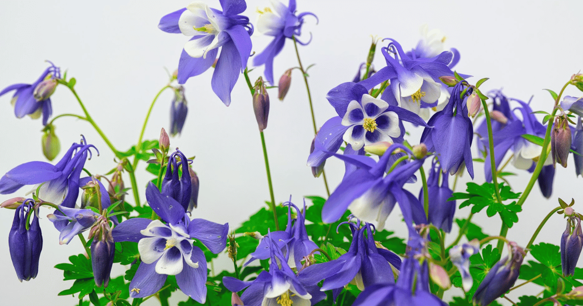 How to Grow Aquilegia: Complete UK Care Guide - featured image