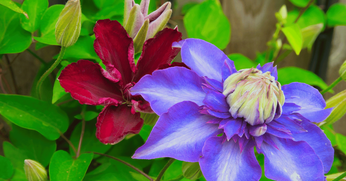 How to Grow Clematis: Complete UK Care Guide - featured image