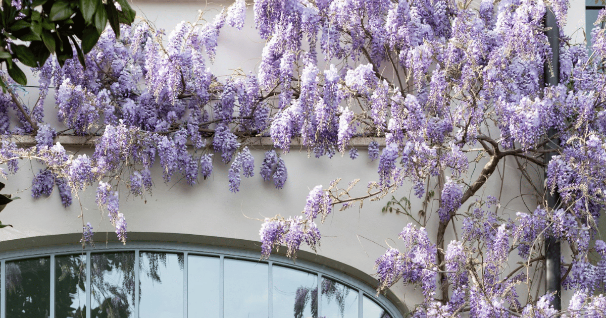 How to Grow Wisteria: Complete UK Care Guide - featured image