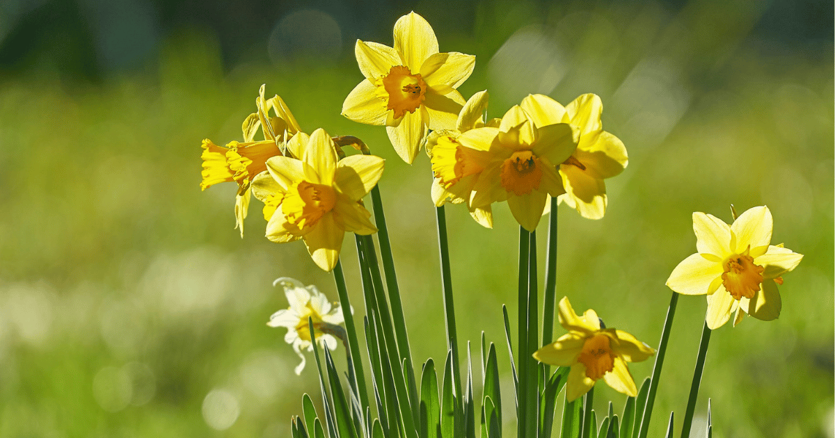 How to Grow Daffodils: Complete UK Care Guide - featured image