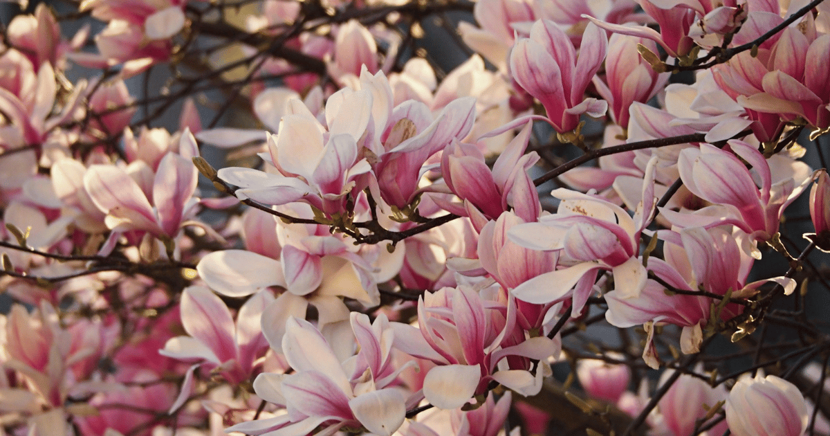 How to Grow Magnolias: Complete UK Care Guide - featured image