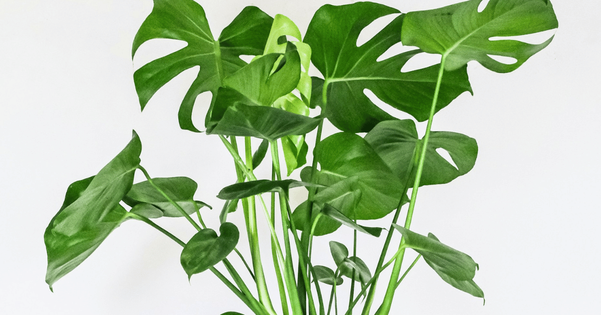 How to Care for Monstera: Complete UK Guide - featured image