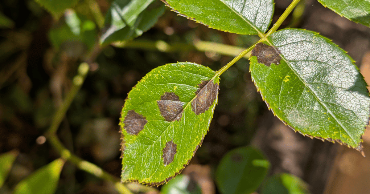 Black Spot on Roses: How to Treat and Prevent It - featured image