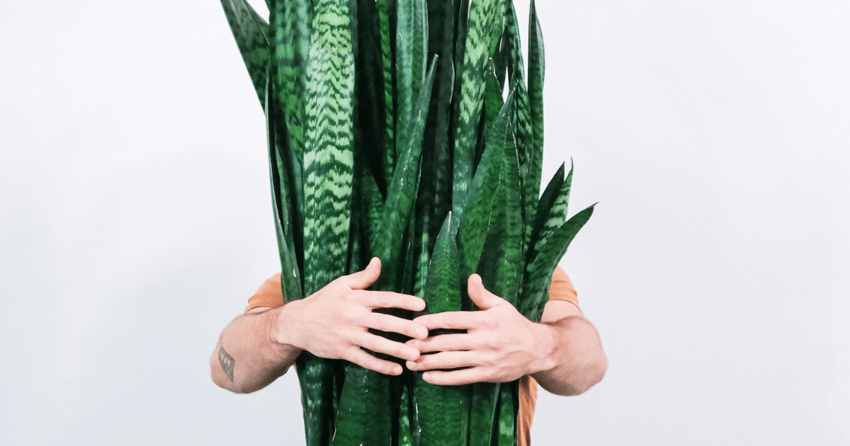 How to Care for a Snake Plant: Complete UK Guide - featured image