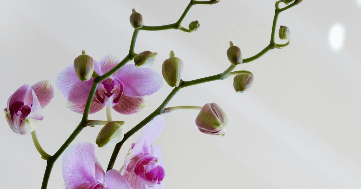 How to Care for Orchids: Complete UK Guide - featured image