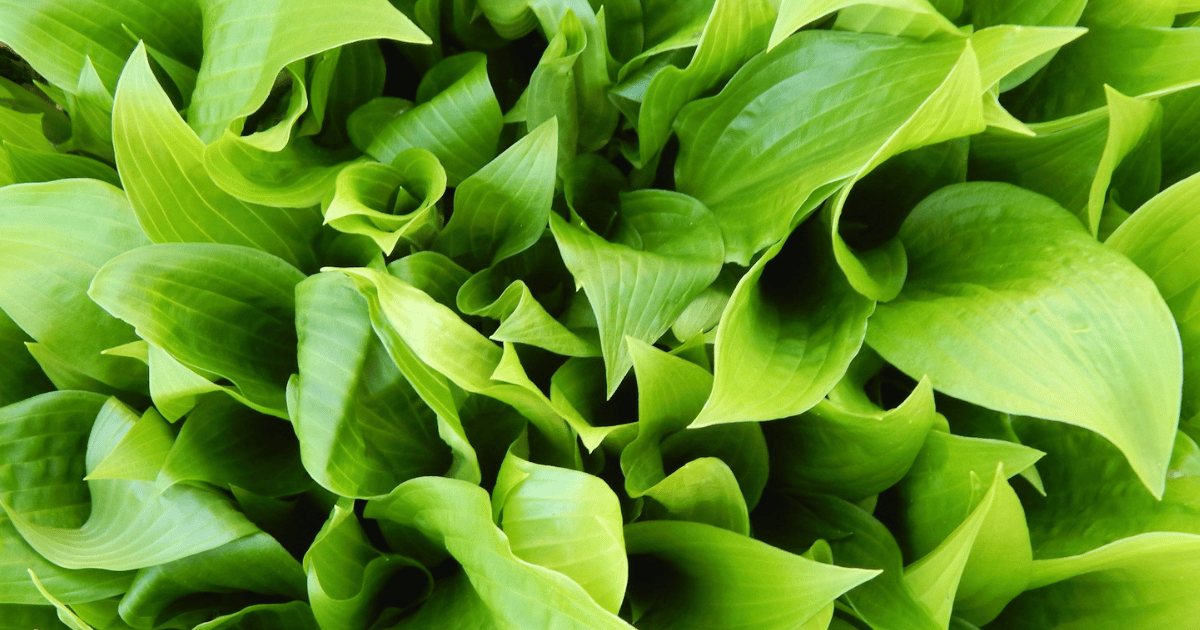 How to Grow Hostas: Complete UK Care Guide - featured image