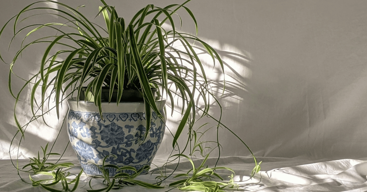 How to Care for a Spider Plant: Complete UK Guide - featured image