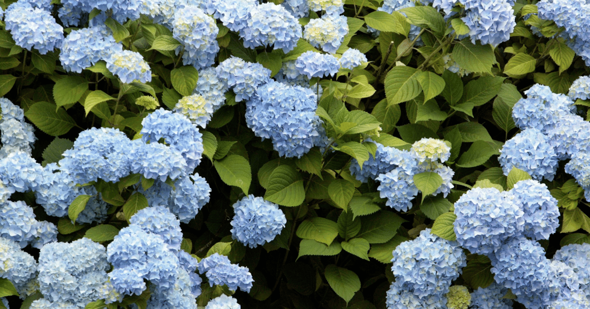 How to Grow Hydrangeas: Complete UK Care Guide - featured image