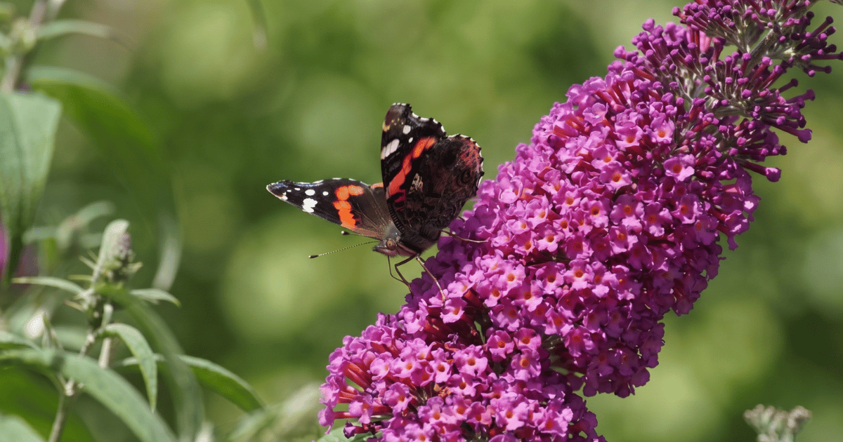 How to Grow Buddleia: Complete UK Care Guide - featured image