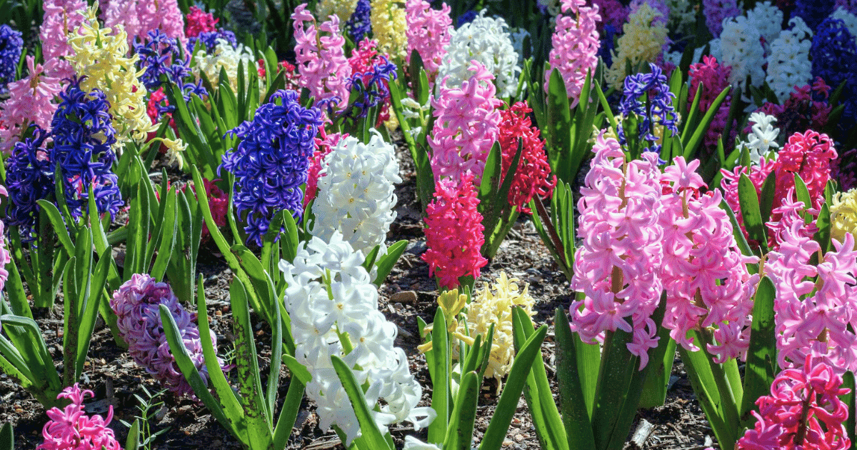 How to Grow Hyacinths: Complete UK Care Guide - featured image