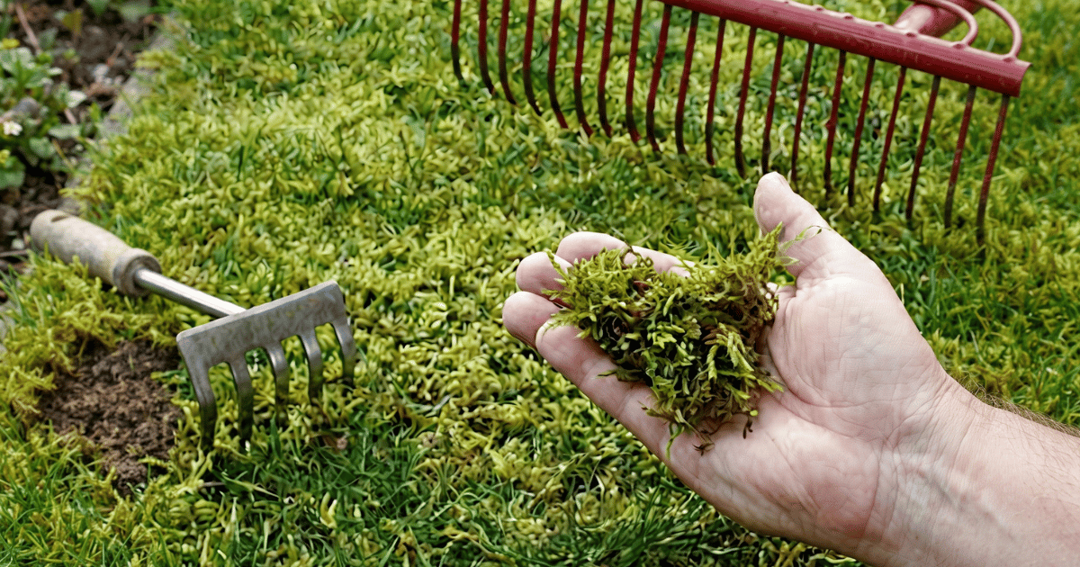 How to Get Rid of Moss in Your Lawn: UK Guide - featured image