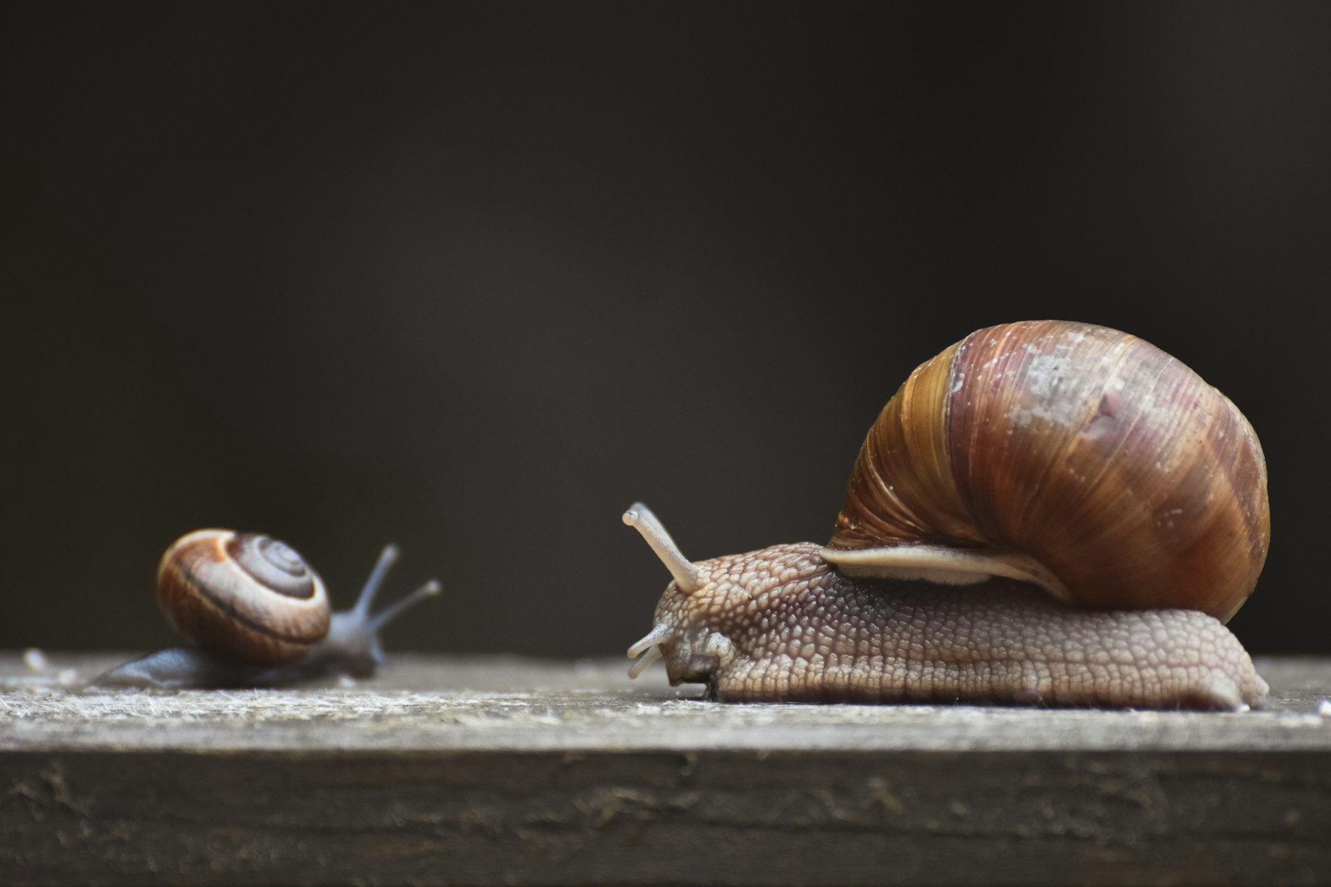 How to Get Rid of Slugs and Snails: UK Control Guide - featured image