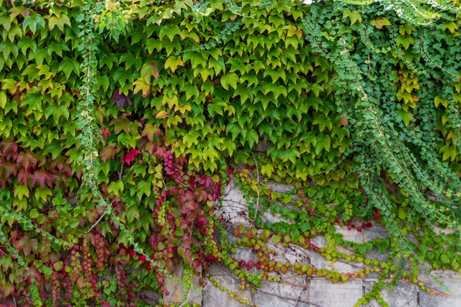 How to Grow Ivy: Complete UK Care Guide - featured image