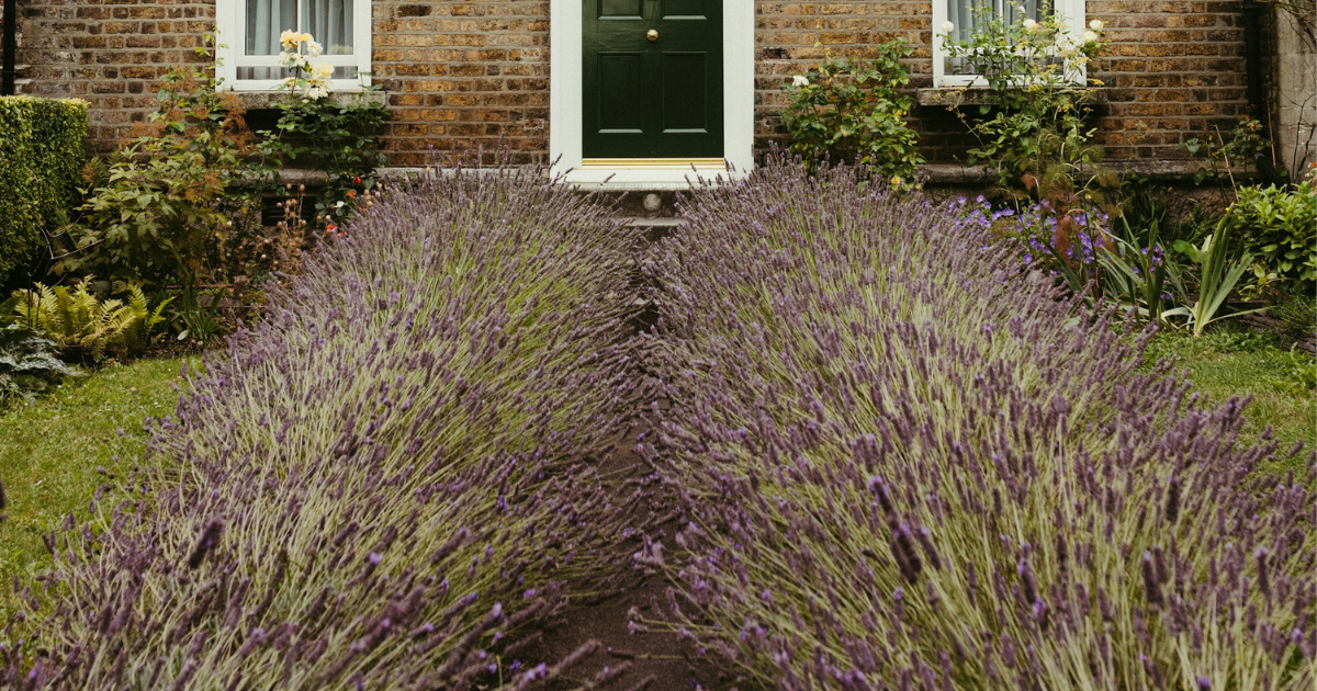 How to Grow Lavender: Complete UK Care Guide - featured image