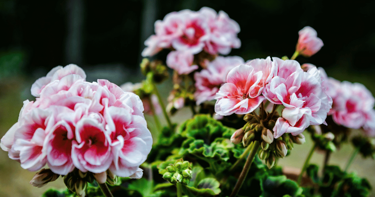 How to Grow Hardy Geraniums: Complete UK Care Guide - featured image
