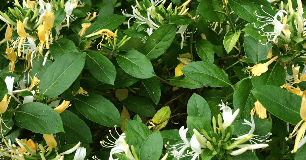 How to Grow Honeysuckle: Complete UK Care Guide - featured image