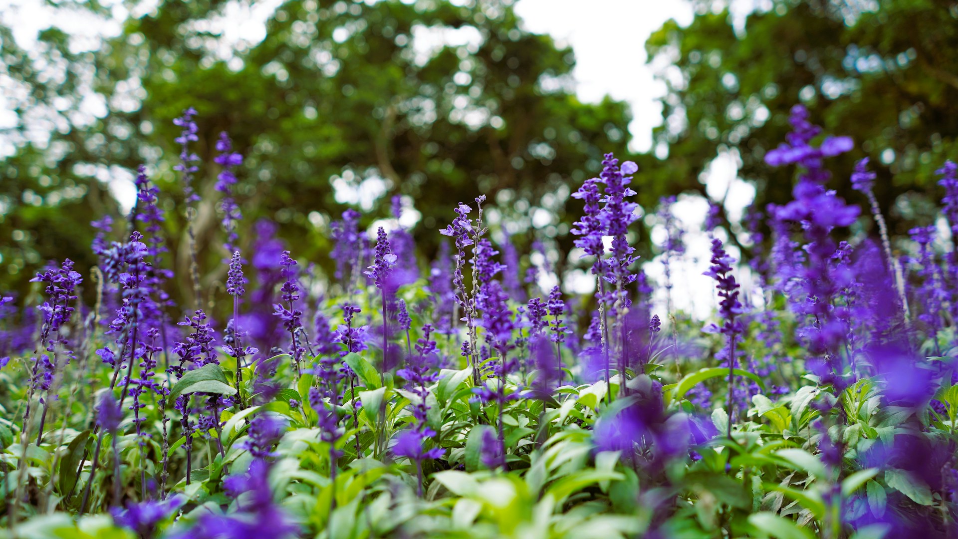 How to Grow Salvias: Complete UK Care Guide - featured image