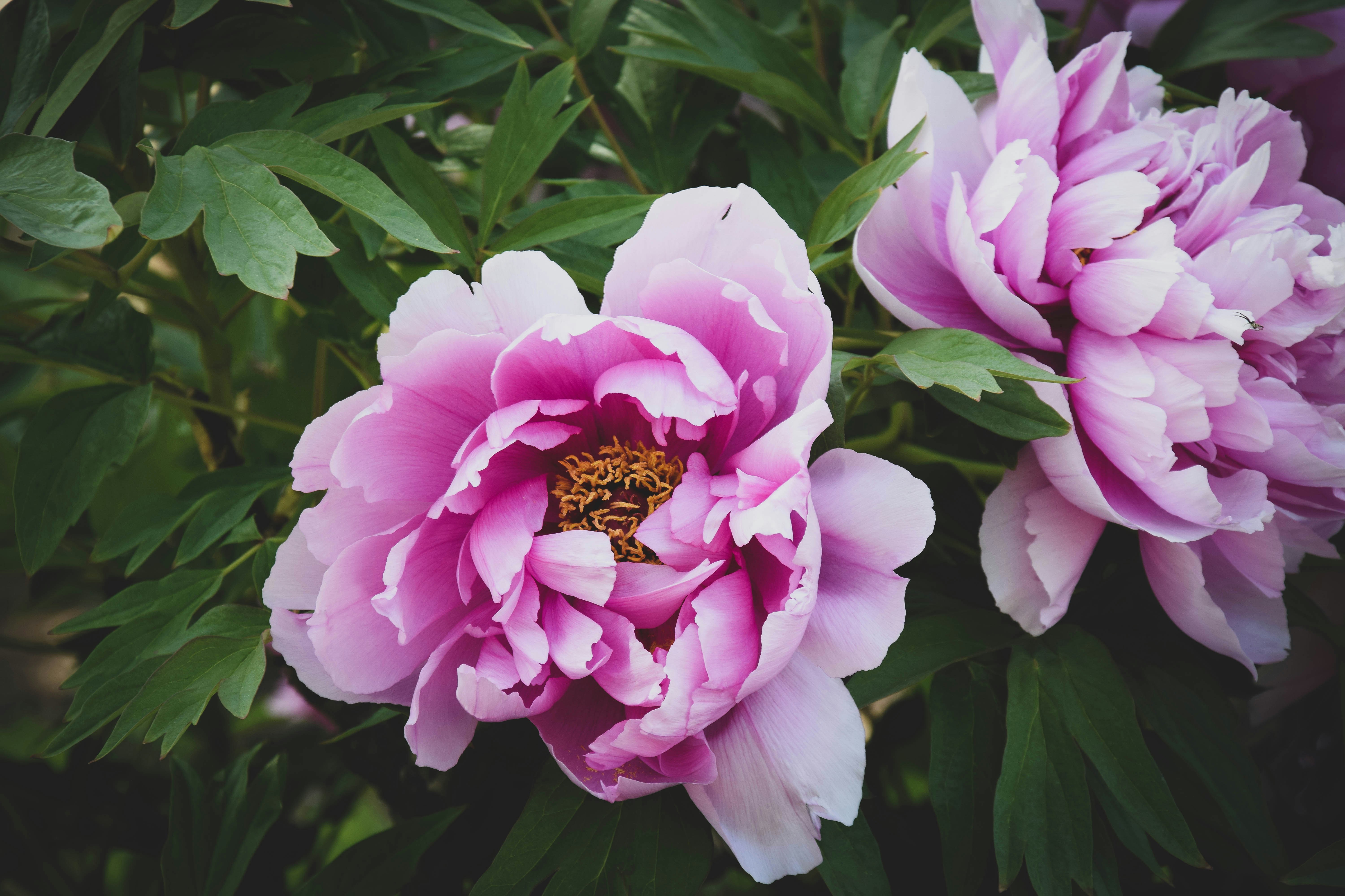 How to Grow Peonies: Complete UK Care Guide - featured image
