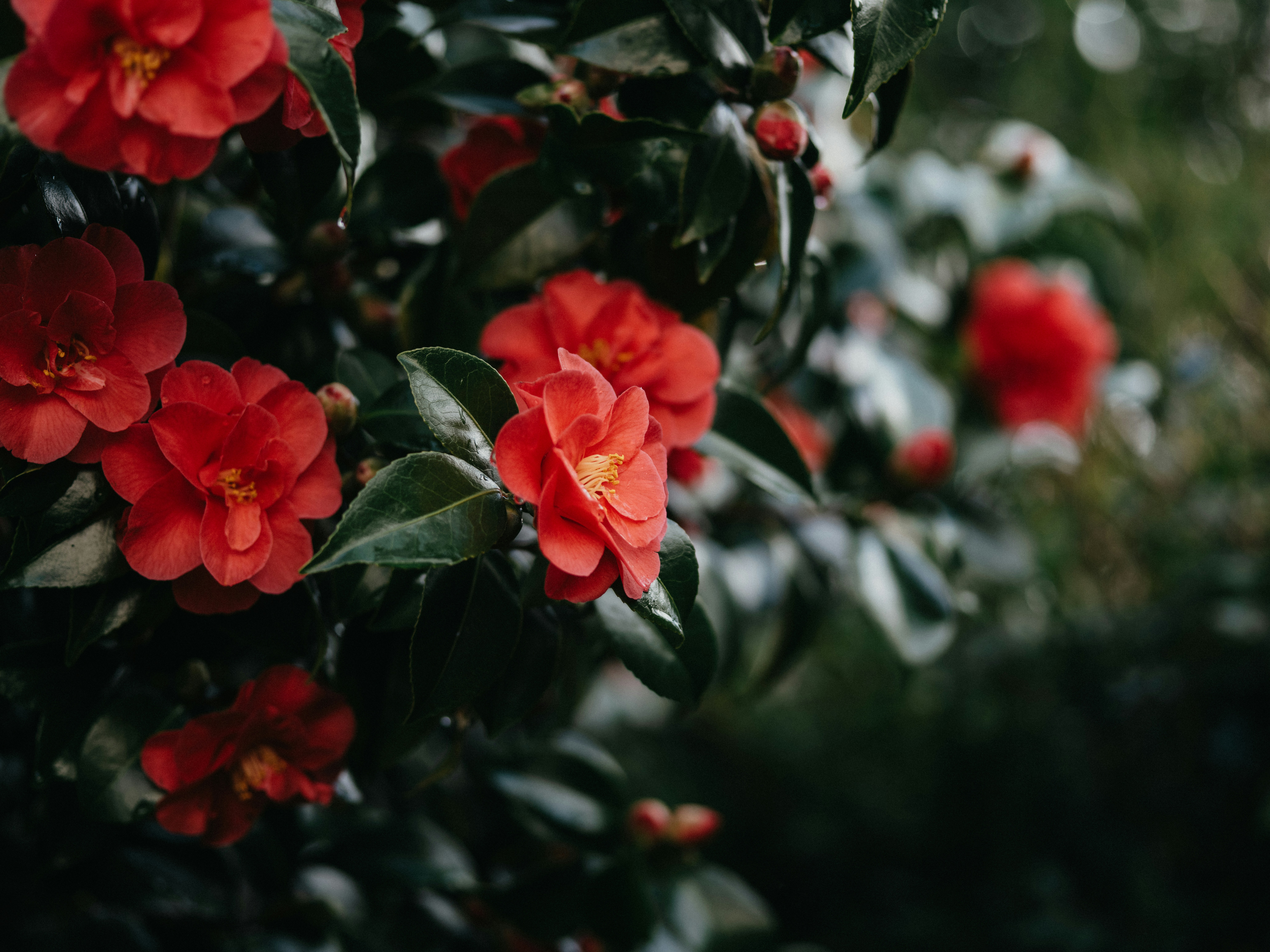 How to Grow Camellias: Complete UK Care Guide - featured image