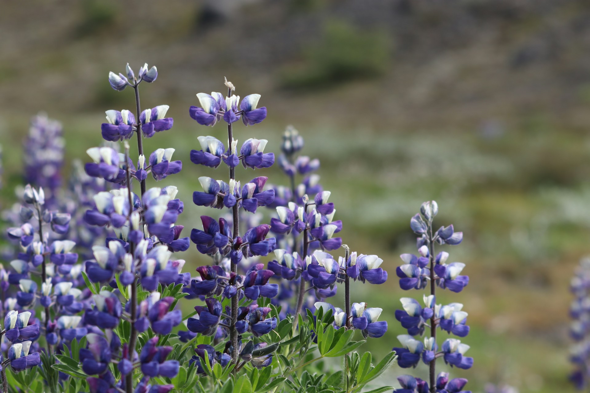 How to Grow Lupins: Complete UK Care Guide - featured image