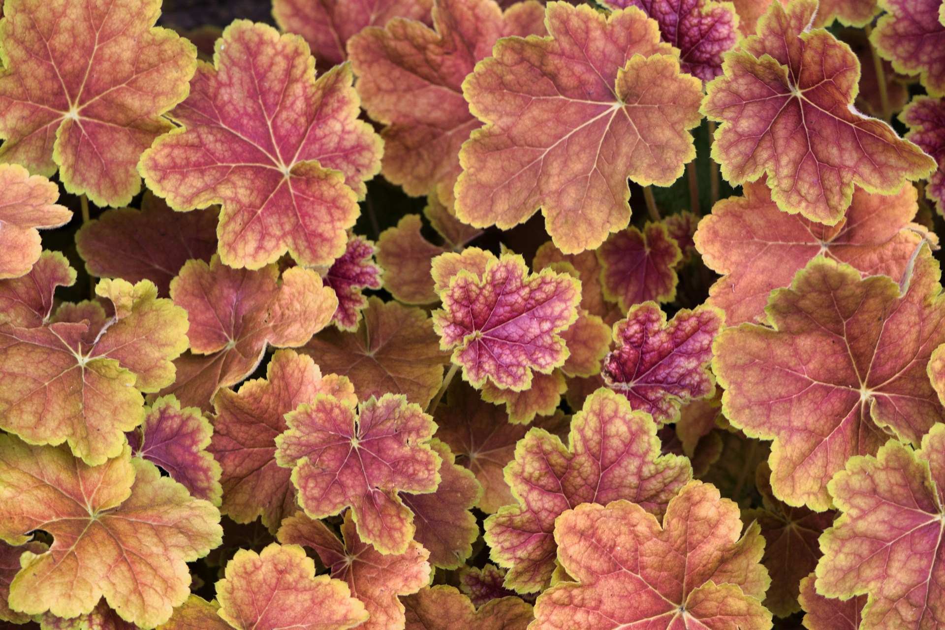 How to Grow Heuchera: Complete UK Care Guide - featured image