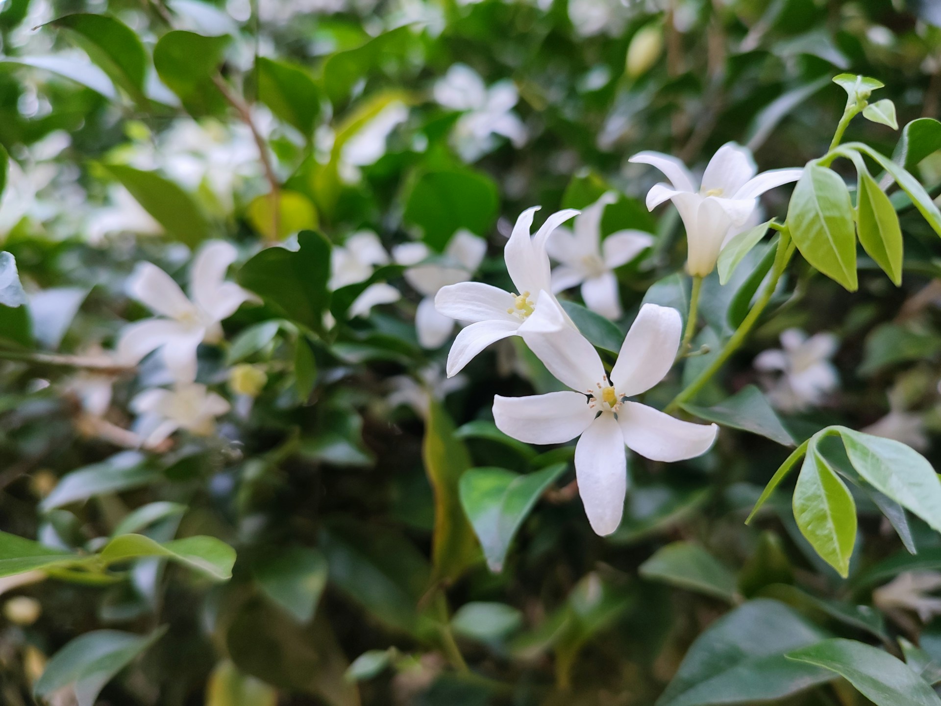 How to Grow Jasmine: Complete UK Care Guide - featured image