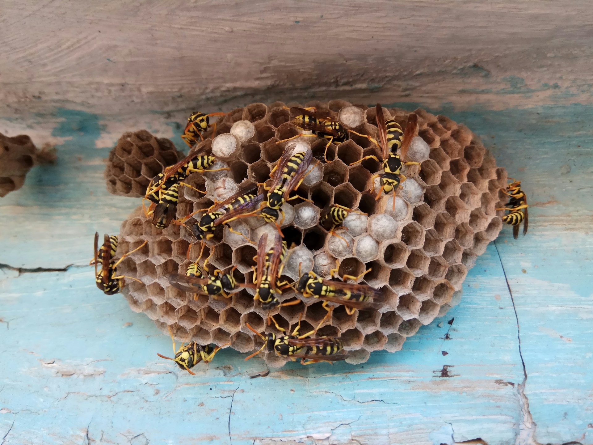 How to Get Rid of Flies and Wasps in Your Garden: UK Guide - featured image